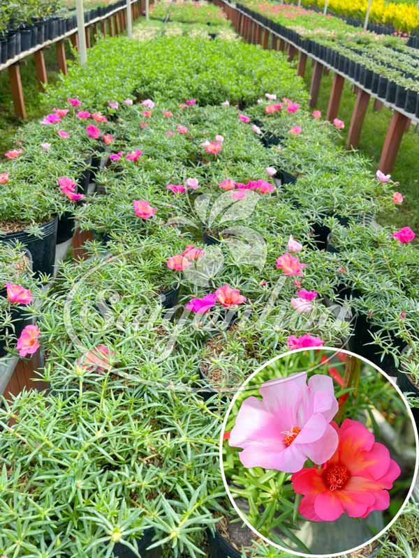 Cây Hoa Mười Giờ Mỹ Mới