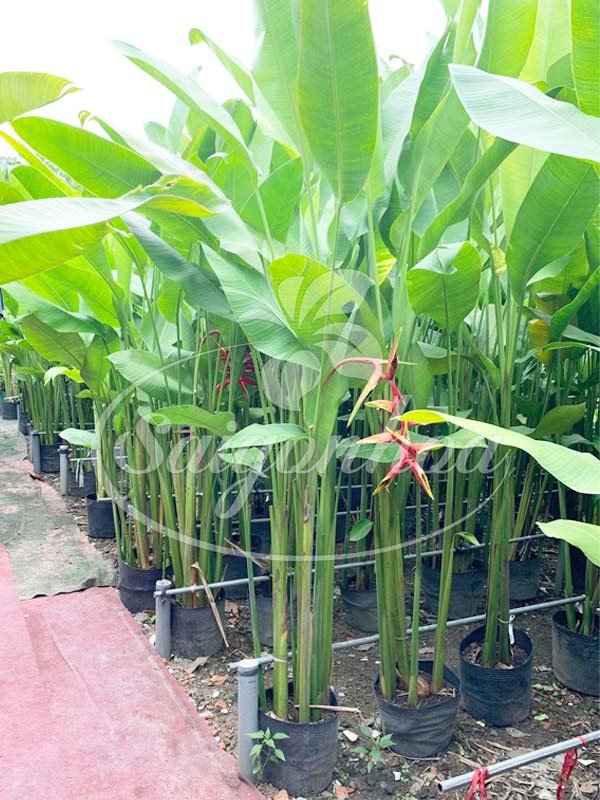 Cây Chuối Phượng Hoàng
