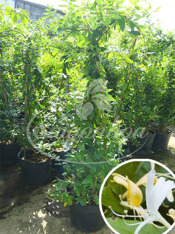 Cây Kim Ngân Hoa Loại Lớn