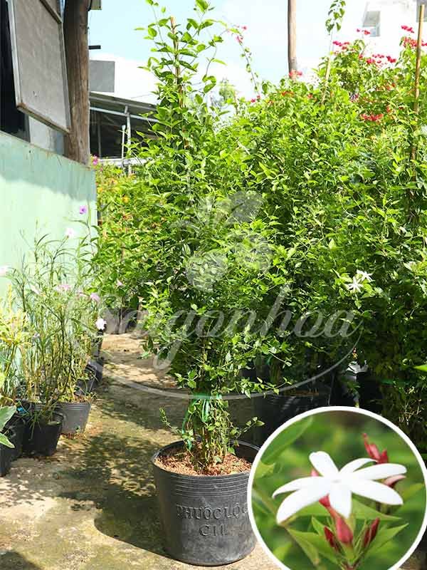 Cây Nguyệt Quế Leo Loại Lớn