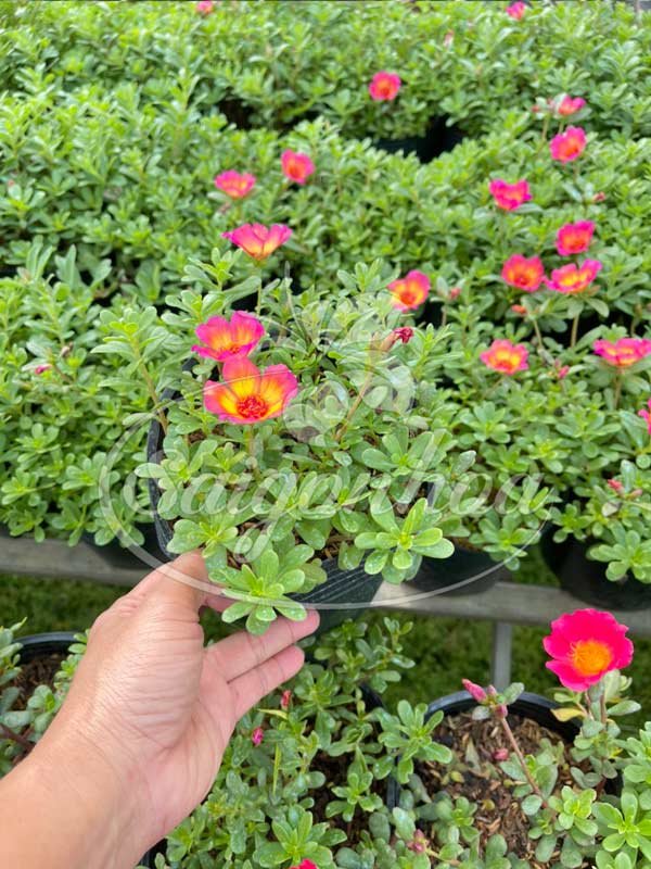 Cây Mười Giờ Sam Giống Mới