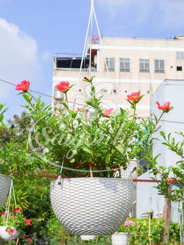 Hoa Mười Giờ Sam Mới Chậu Treo