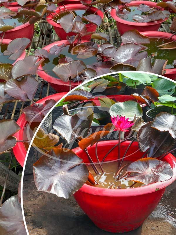 Cây Súng Mỹ