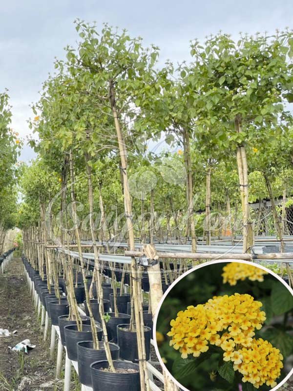 Cây Trâm Ổi 1 Cốt Hoa Vàng