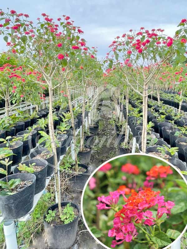 Cây Trâm Ổi 1 Cốt Hoa Đỏ