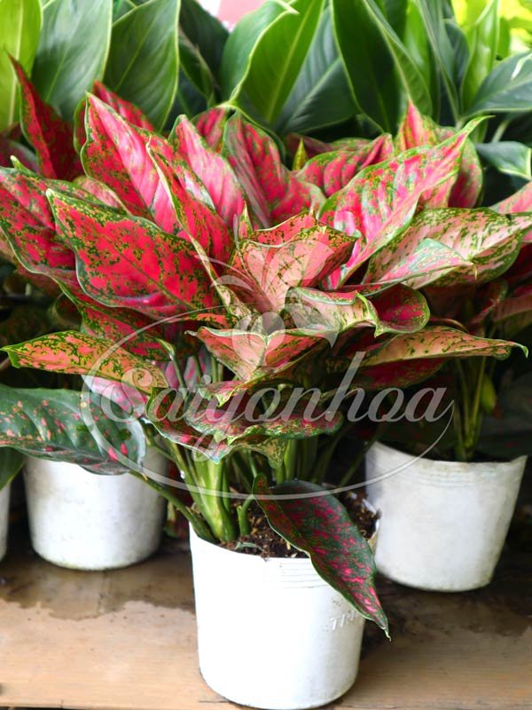 Cây Vạn Lộc Đỏ
