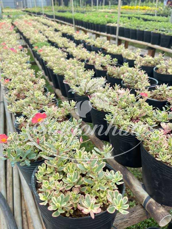 Cây Mười Giờ Sam Cẩm Thạch