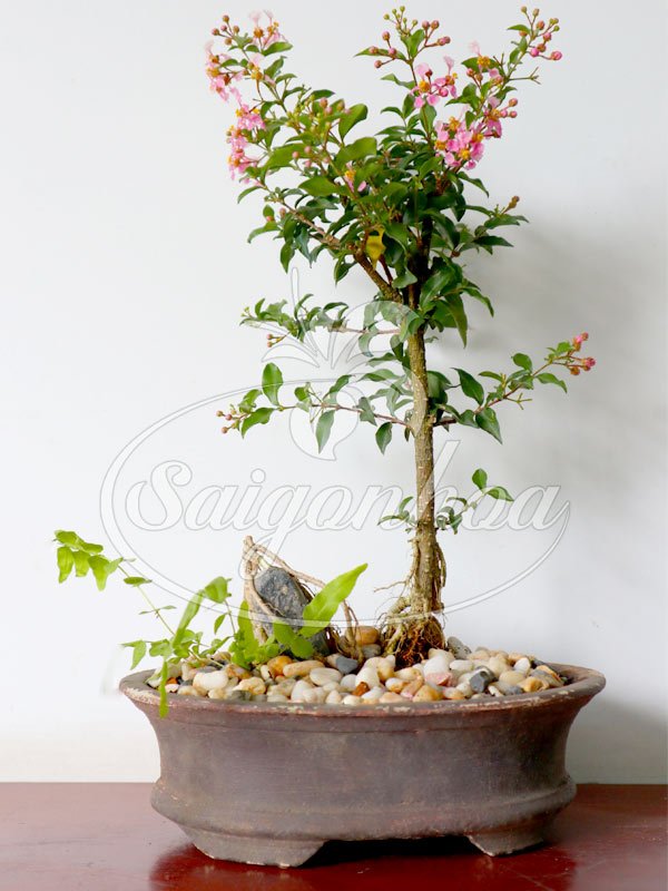 Chậu Cây Hồng Ngọc Mai