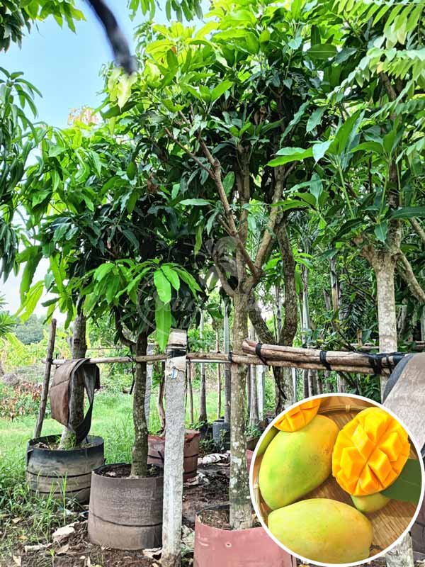 Cây Xoài Cát Hòa Lộc