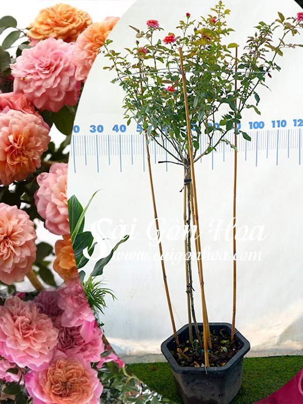 Cây Hoa Hồng Tree Miyabi