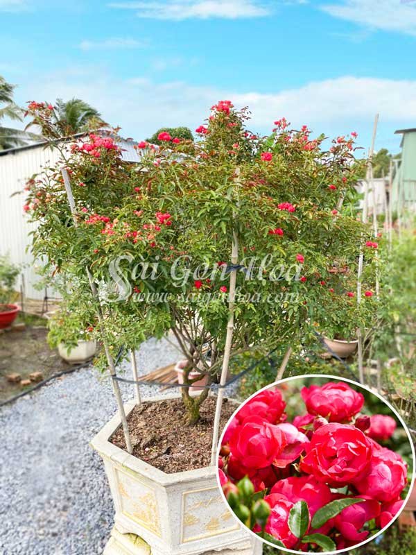 Chậu Cây Hồng Trứng Bonsai