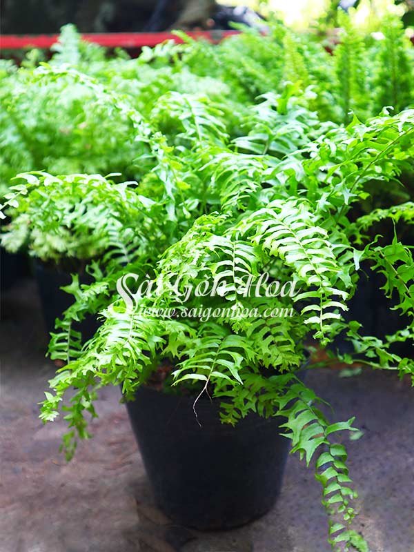 Cây Dương Xỉ Đuôi Cá