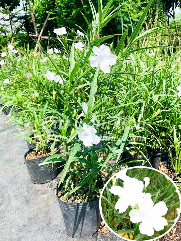 Cây Chiều Trắng