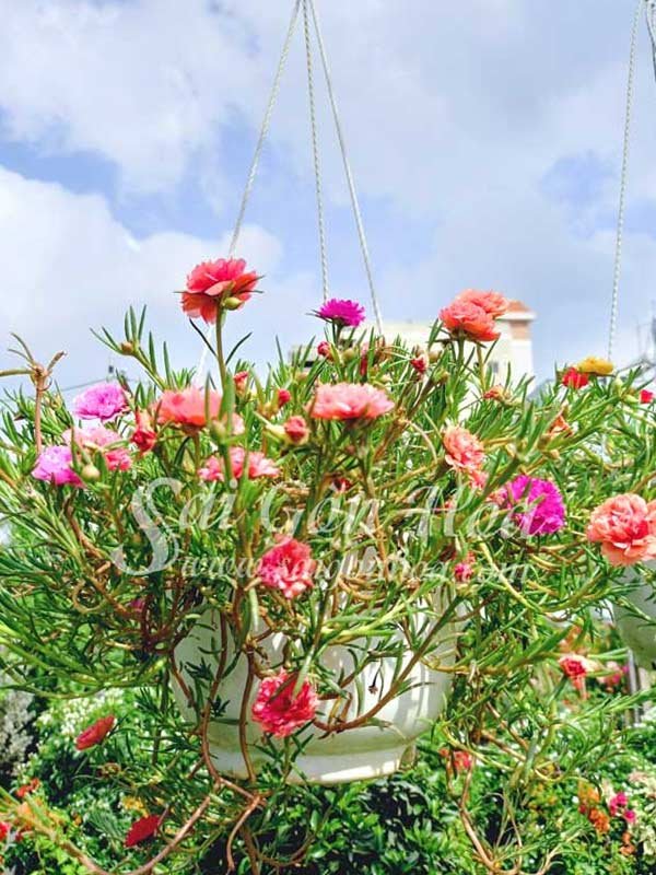 Cây Hoa Mười Giờ Thái Chậu Treo