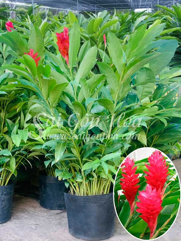 Cây Hạnh Phúc Sân Vườn