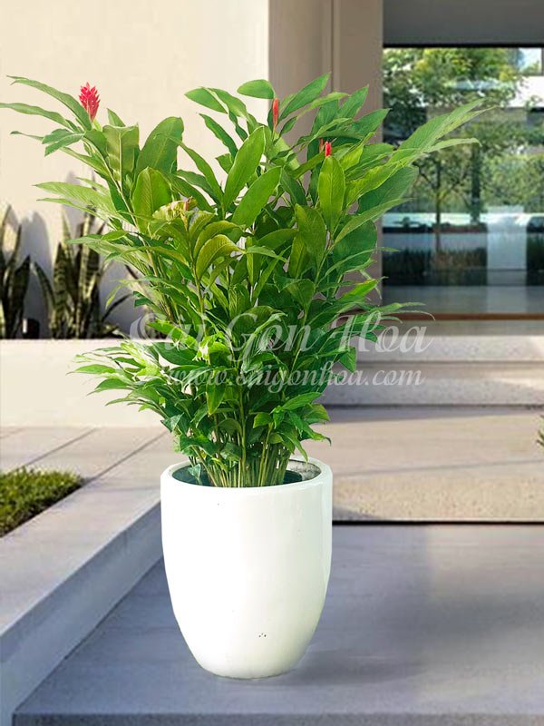 Chậu Cây Hạnh Phúc