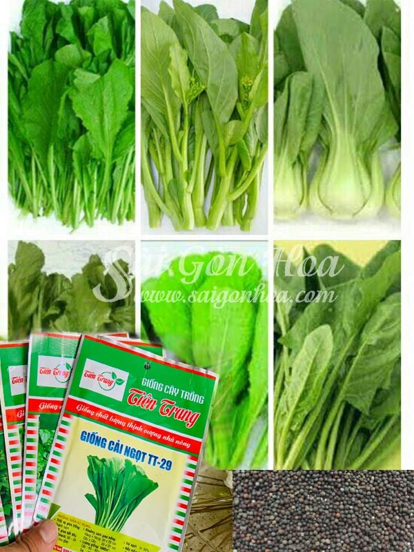 Hạt Giống Cải Các Loại