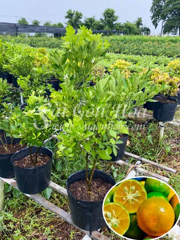 Chậu Cây Tắc Cây Quất