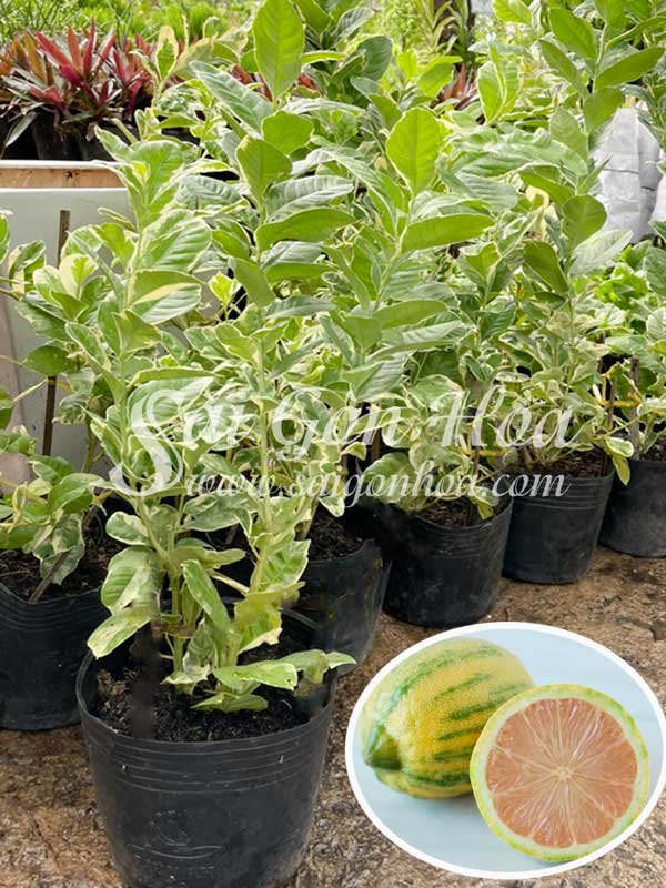 Cây Chanh Cẩm Thạch