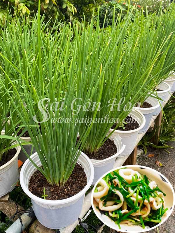 Chậu Cây Hành Lá