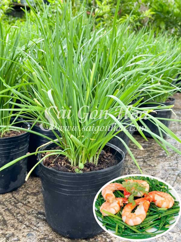 Cây Hẹ