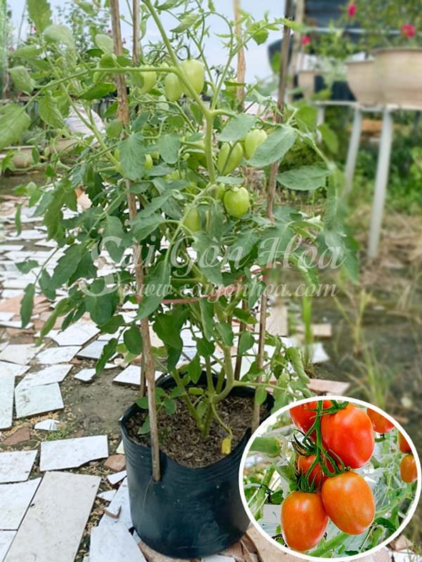 Cây Cà Chua