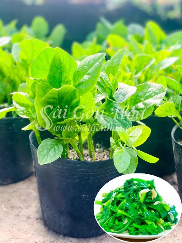 Chậu Rau Mồng Tơi