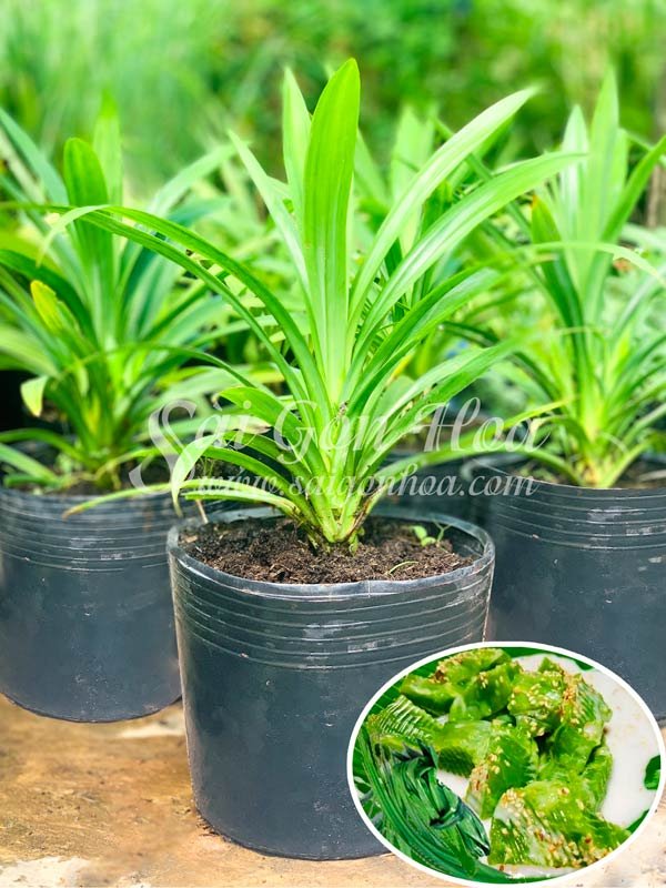 Cây Lá Dứa Thơm