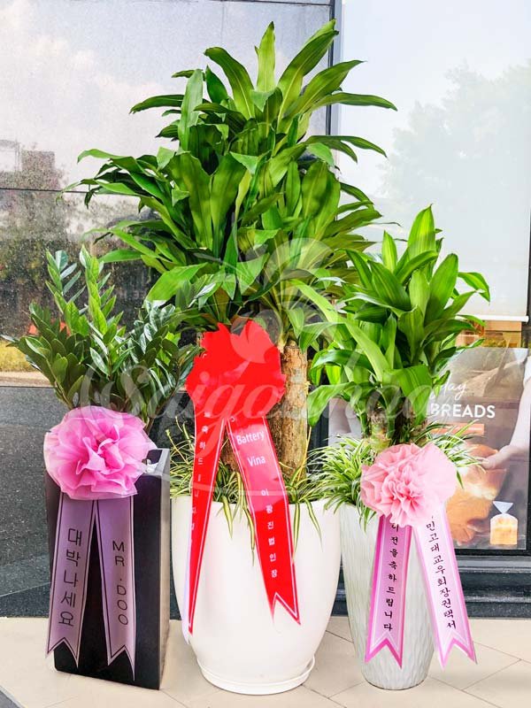 Cây Cảnh Quà Tặng Khai Trương