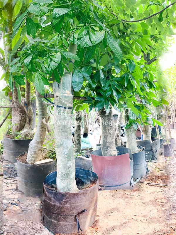 Cây Kim Ngân Cổ Thụ