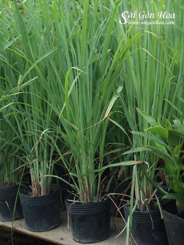 Cây Sả – Bụi Sả