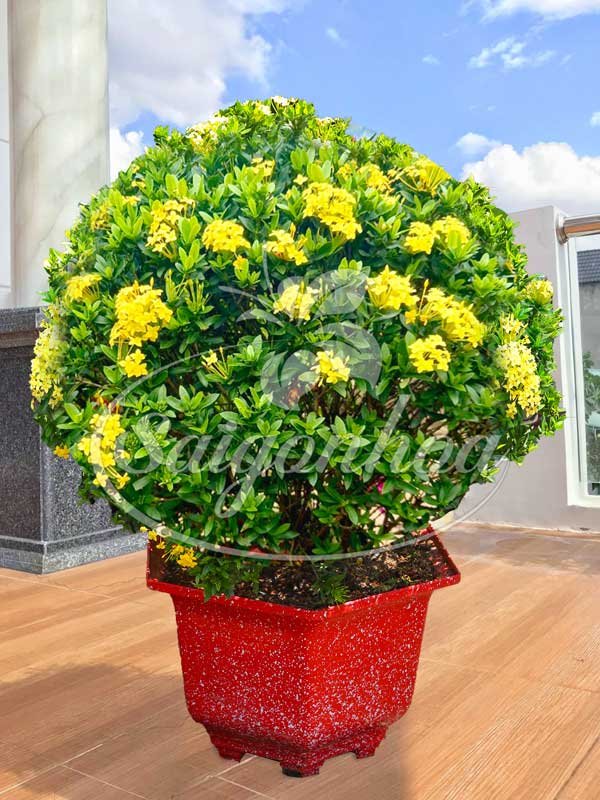 Chậu Trang Thái Vàng Hình Cầu