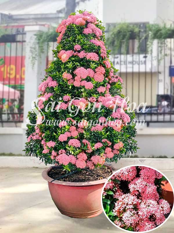Chậu Trang Thái Tím Sen Hình Cầu