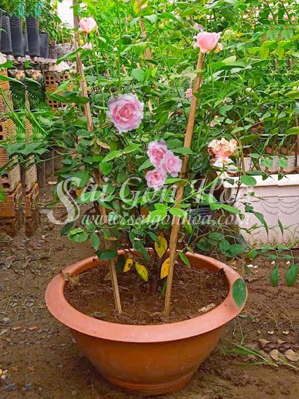 Chậu Hoa Hồng Nữ Hoàng