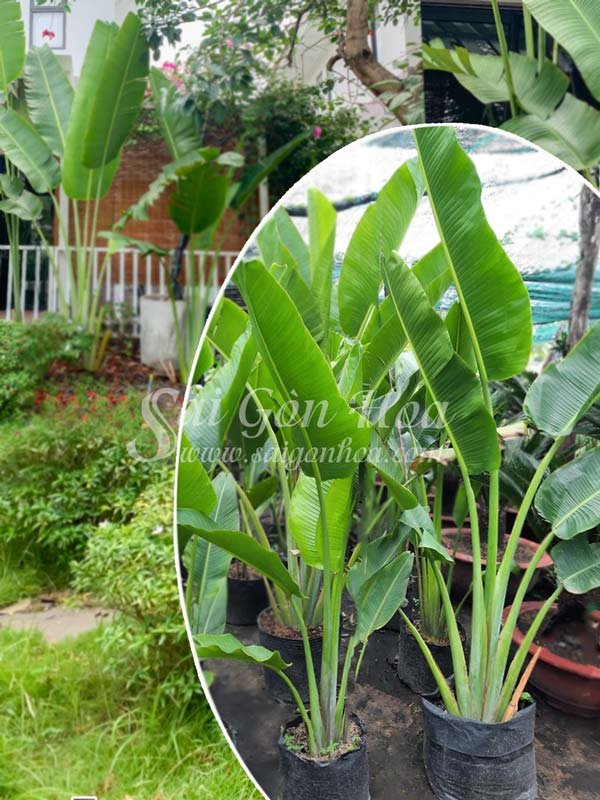 Cây Chuối Rẻ Quạt Sân Vườn