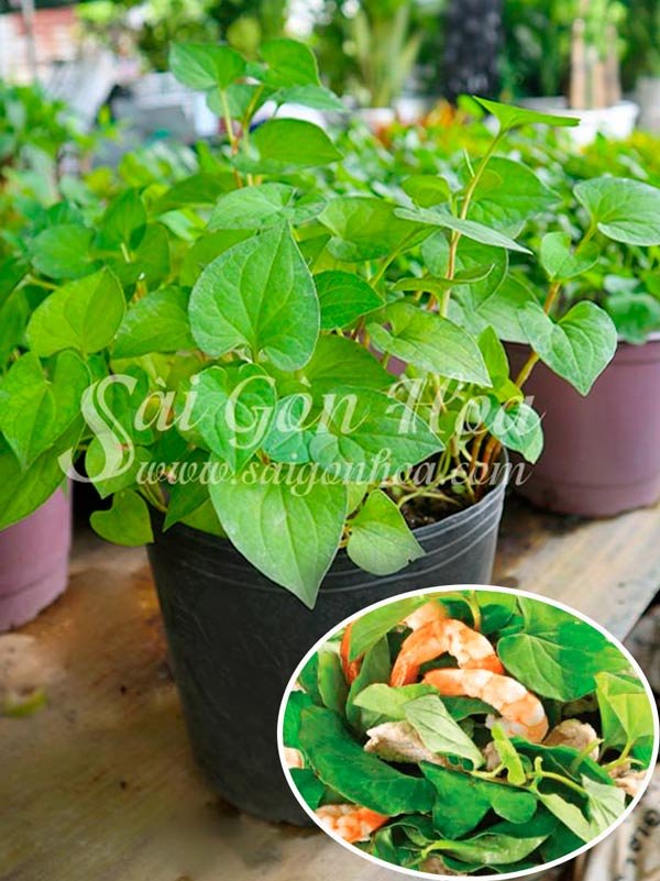 Cây Diếp Cá