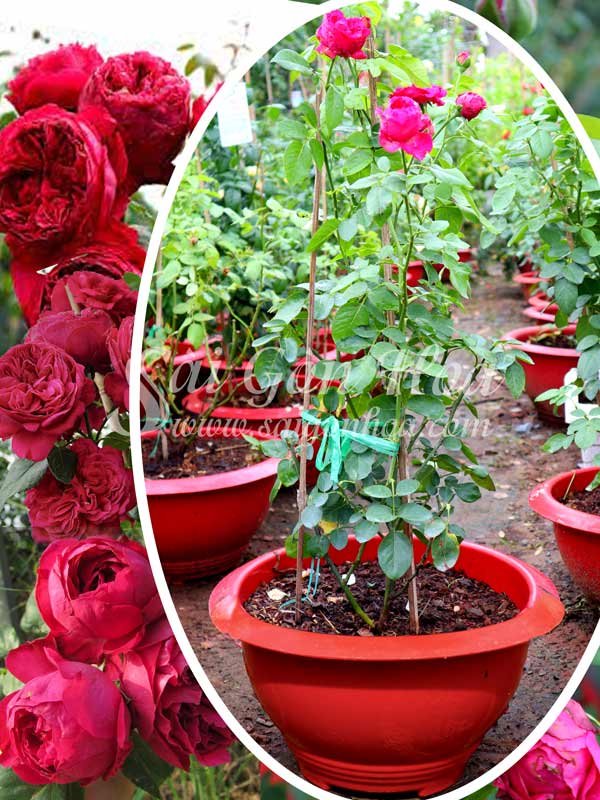 Cây Hoa Hồng Red Eden