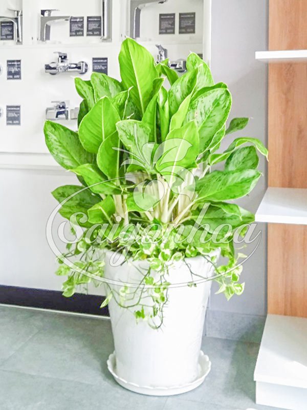 Cây Bạch Mã Cẩm Thạch Nội Thất