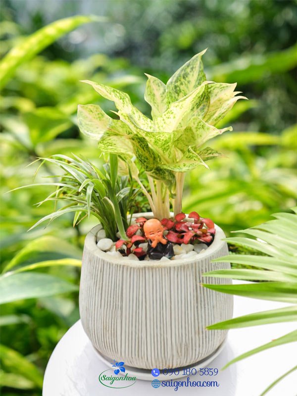 Cây Ngọc Ngà Để Bàn