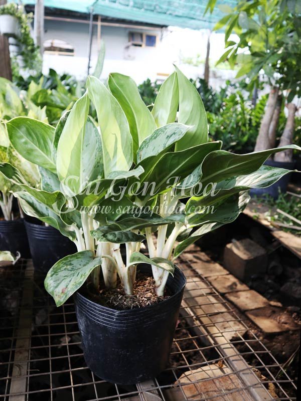 Cây Bạch Mã Cẩm Thạch