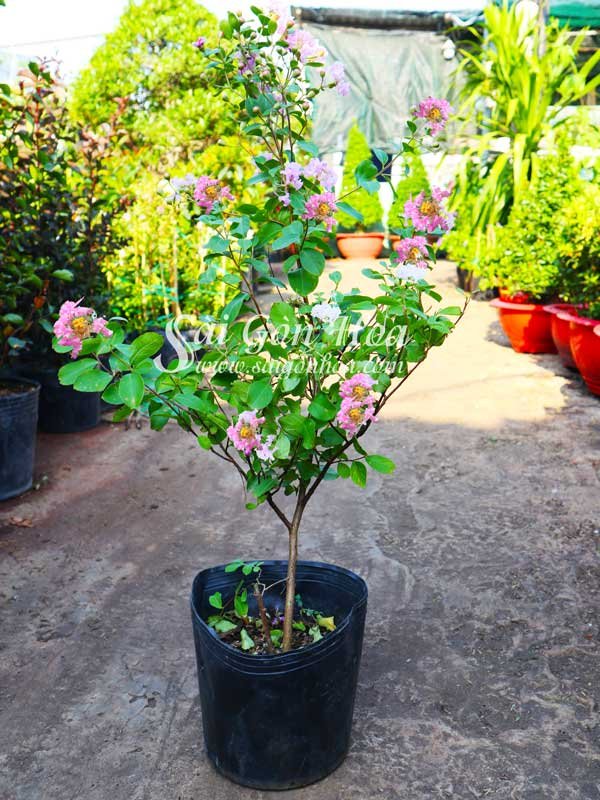 Cây Tường Vi Hoa Tím