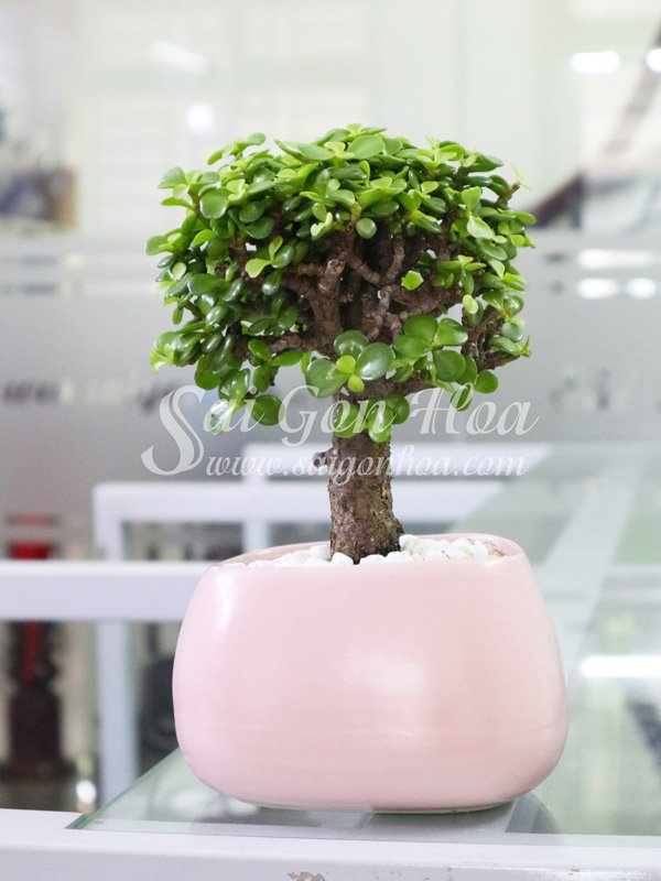 Cây Đô La Xanh Để Bàn