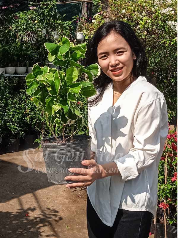 Cây Lân Phụng