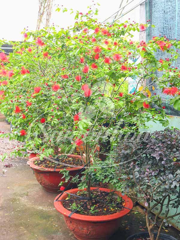 Chậu Cây Điệp Lào