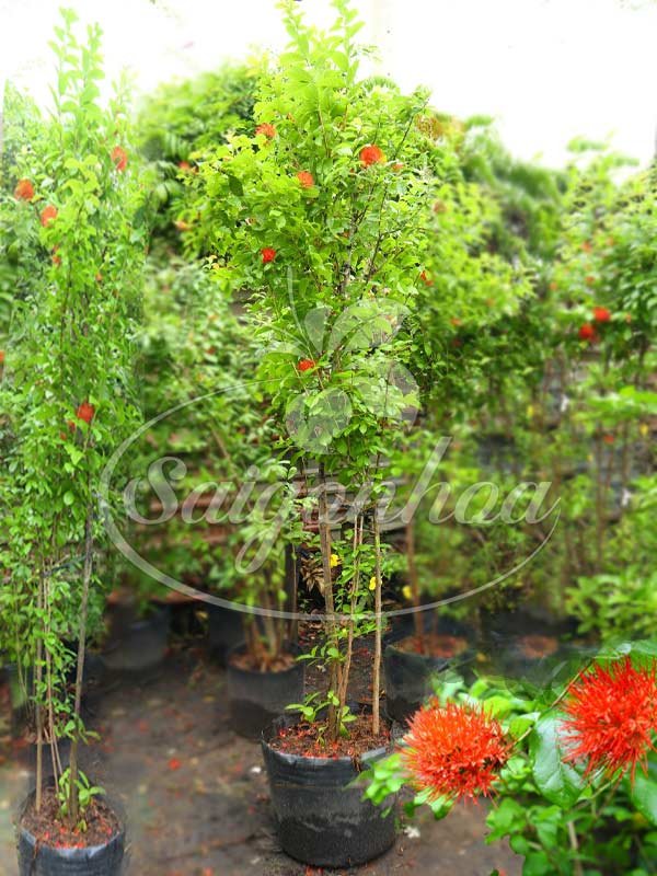 Cây Hỏa Châu