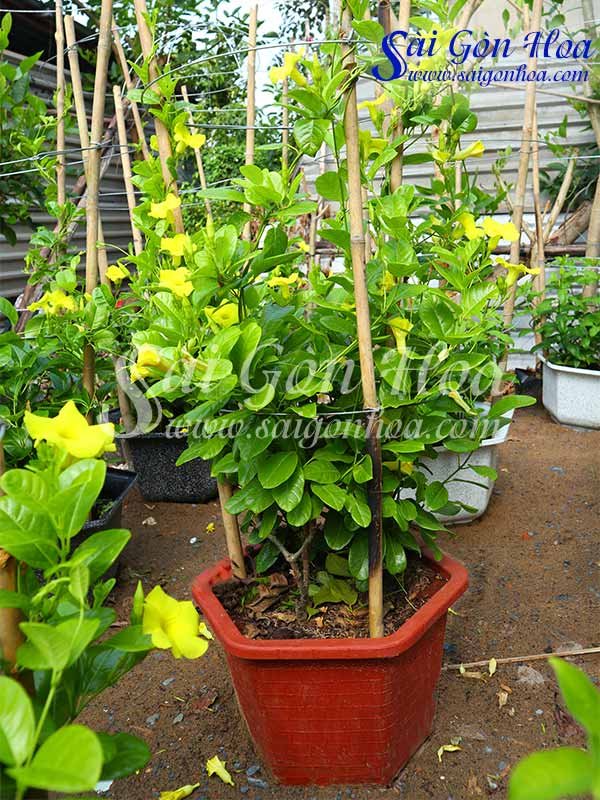 Chậu Cây Hoa Huỳnh Đệ Leo