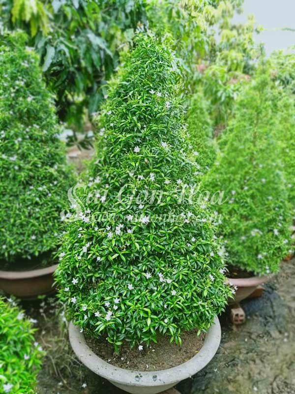 Cây Mai Vạn Phúc Tán Thông