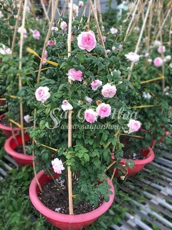 Chậu Hoa Hồng Leo Mon Coeur