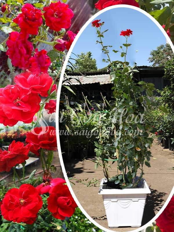 Cây Hoa Hồng Leo Valentine’s Day