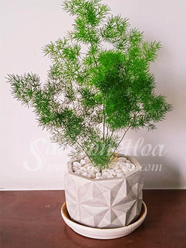 Cây Tùng Nho Để Bàn